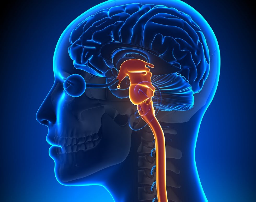 De hersenstam (oranje) bepaalt welk geluid mensen horen.